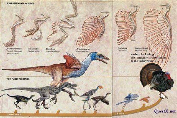 What did a turkey evolve from?