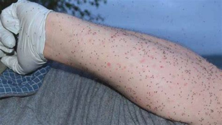 What do biting midges look like