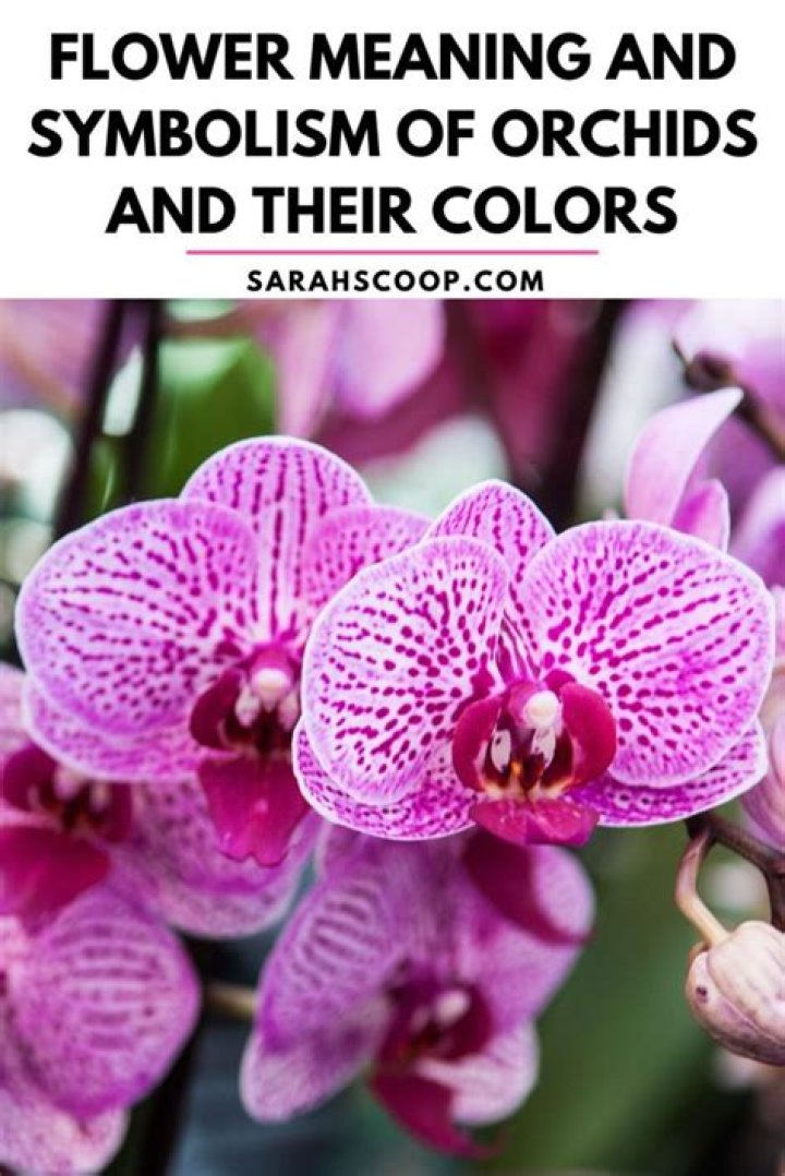 What do cymbidium orchids symbolize