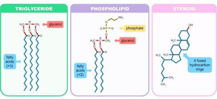 What do Glycerophospholipids do