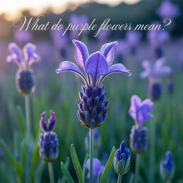 What do purple flowers mean