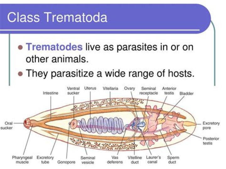 What do trematodes do