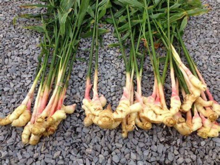 What do you feed ginger plants