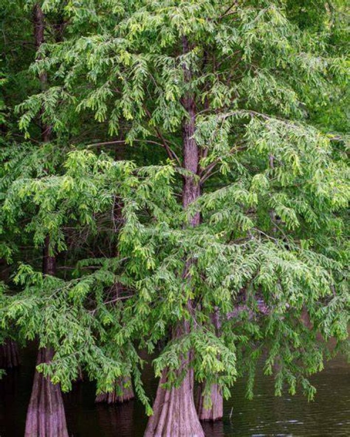 What does a cypress tree smell like