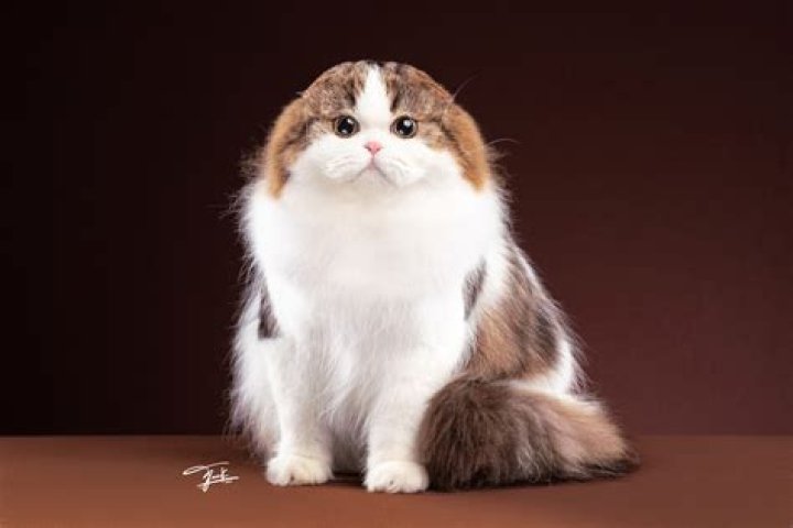 What does a Scottish Fold cat look like