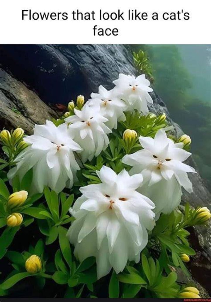 What does a spider flower look like