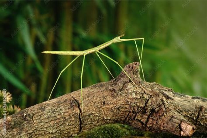 What does a stick bug look like