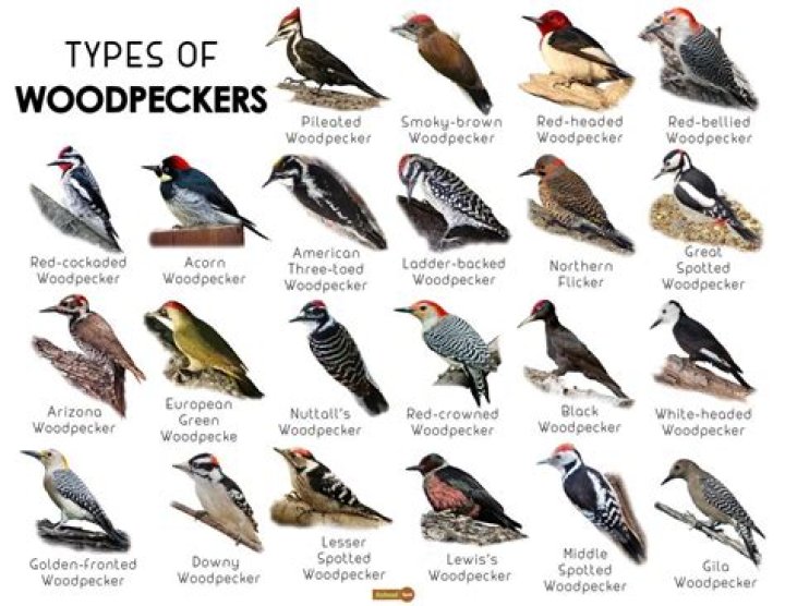 What does a woodpecker bird look like