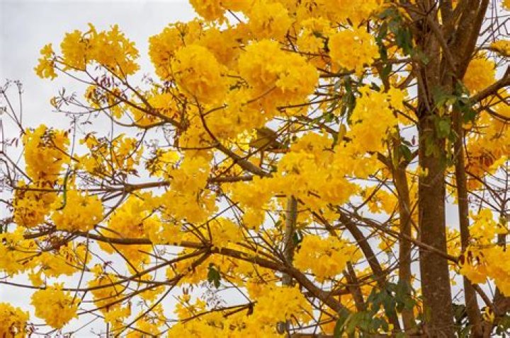 What does an ipe tree look like