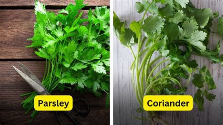 What does coriander go well with?