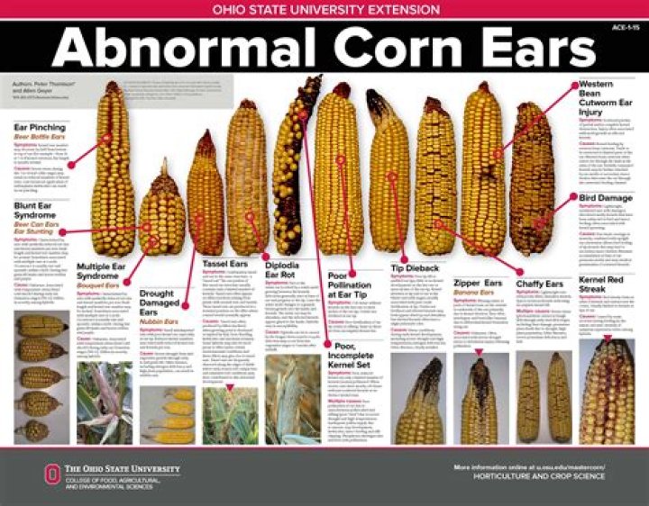 What does corn mean in a dream