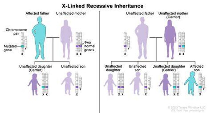 What does it mean to be X linked recessive