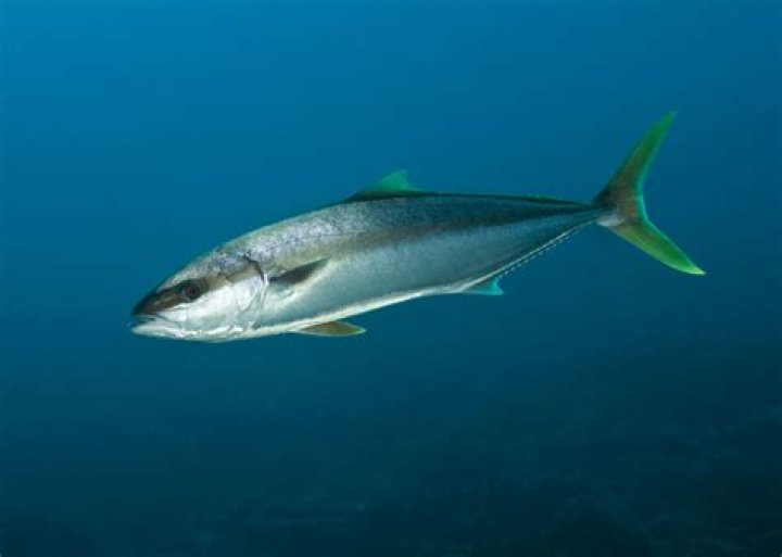 What does King fish taste like?