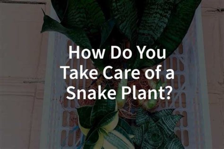 What does plant in drills mean?