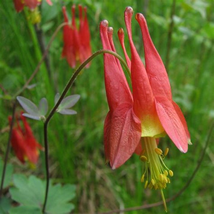 What does wild columbine look like