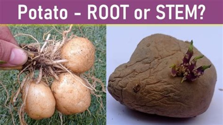 What is a potato root called?
