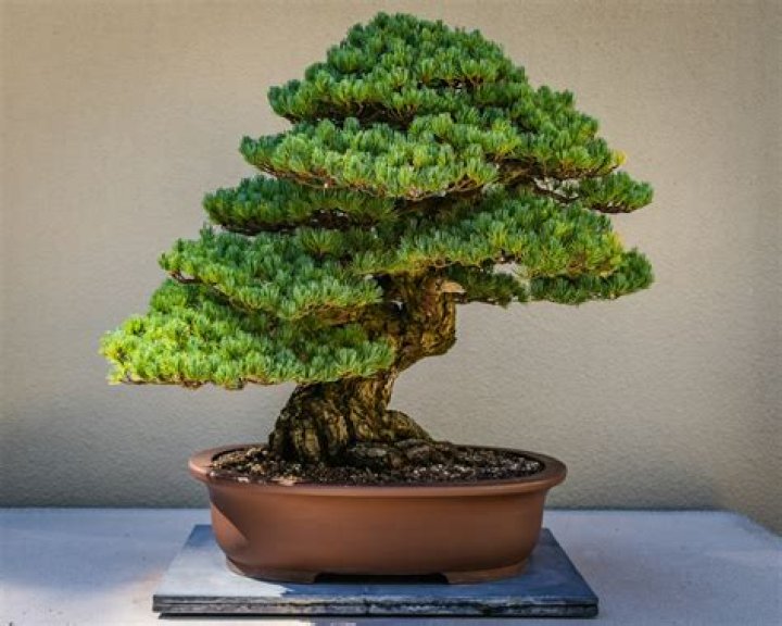 What is a true bonsai tree
