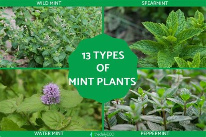 What is Indian mint called
