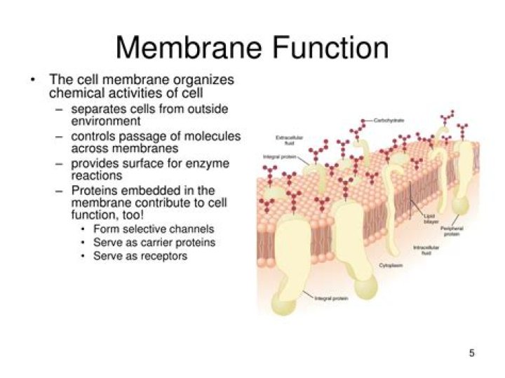 What is the structure of a cell membrane and its function