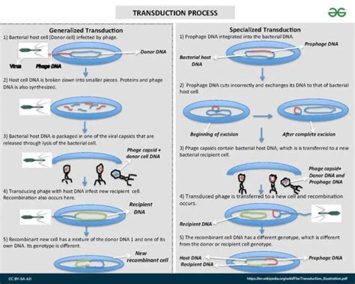 What is the transduction process