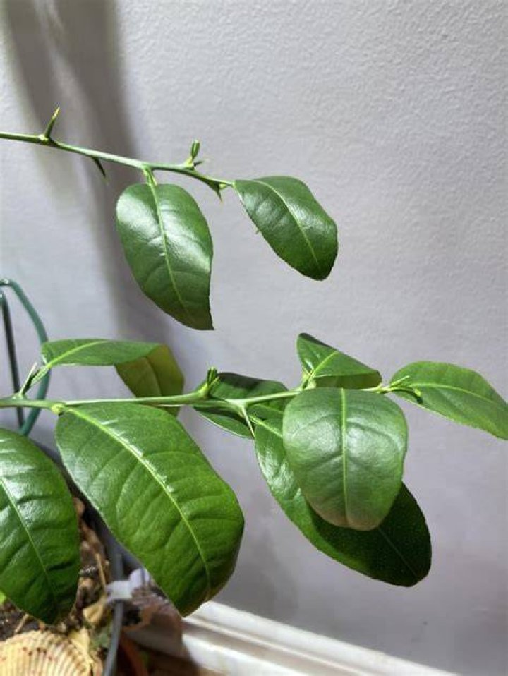 What is wrong with my lime tree