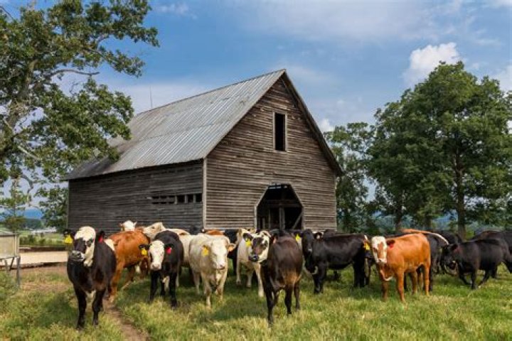 What lives in a barn