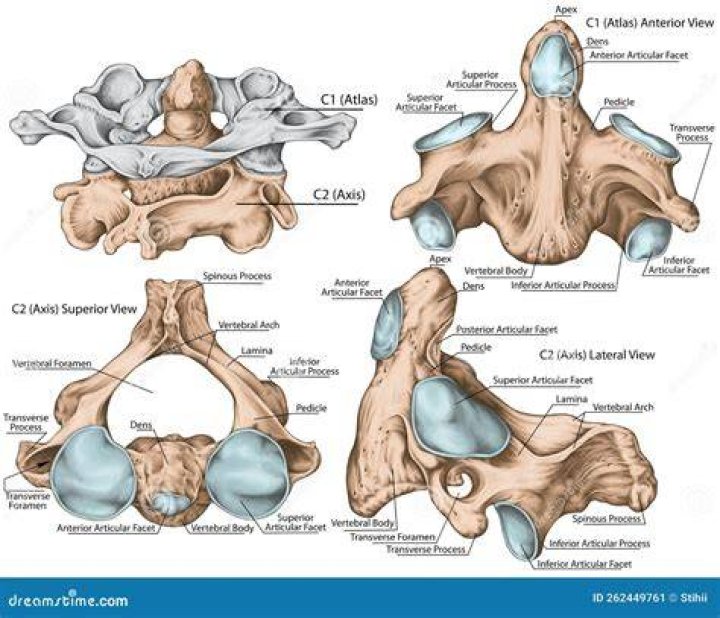 What makes cervical vertebrae unique