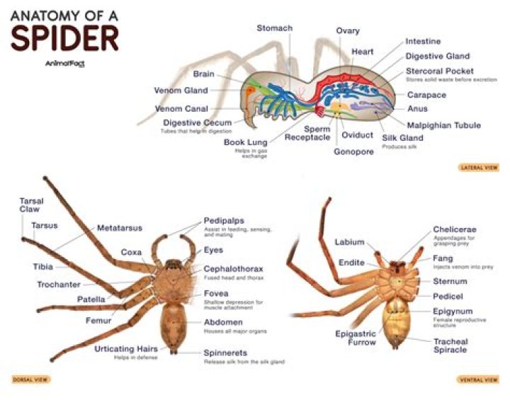 What makes up the Cephalothorax