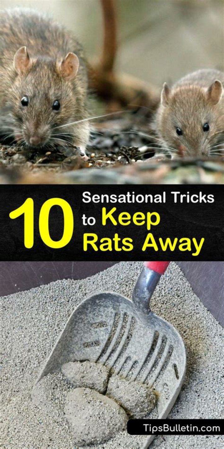 What noise keeps rats away?