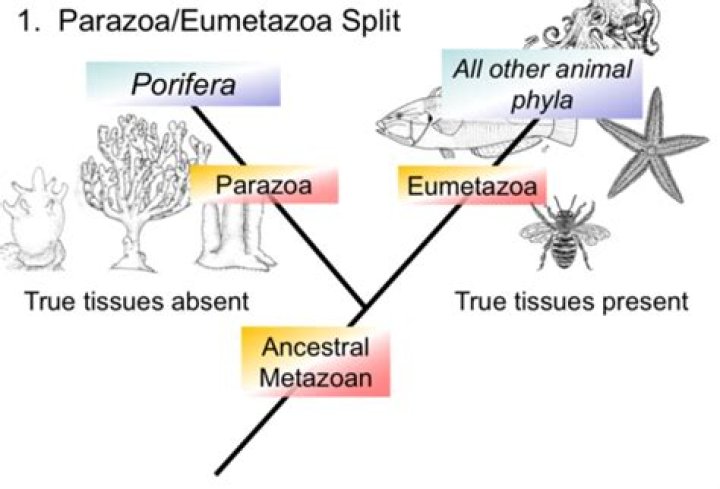 What separates the Parazoa from Eumetazoa