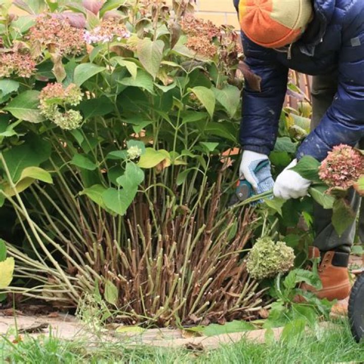 When can I transplant hydrangeas