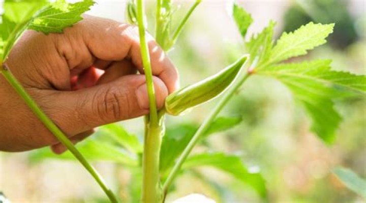 When can you buy okra