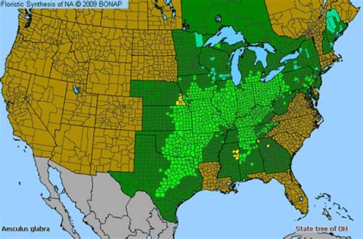 Where are Buckeyes found