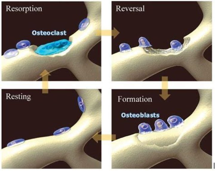 Where are osteoblasts and osteoclasts found