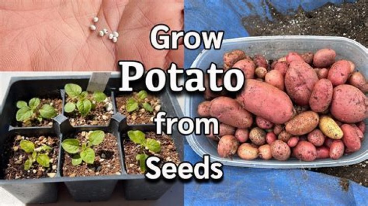 Where did a potato come from?