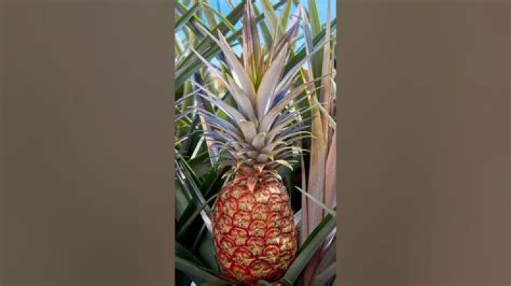 Where did pineapples originally come from?