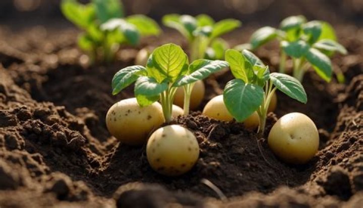 Where do potatoes grow naturally?