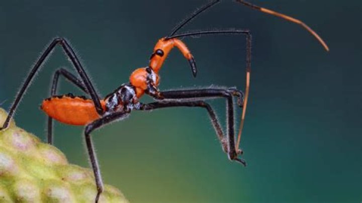 Where does the assassin bug live?