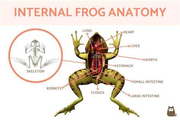 Where is the cloaca located in a frog