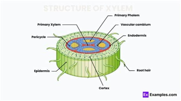 Where is the xylem in celery