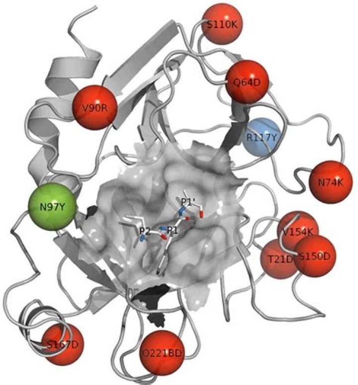 Where is trypsin secreted