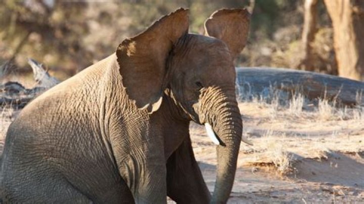 Which elephant ears tolerate full sun