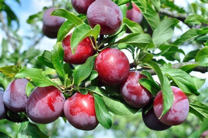 Which plums are freestone