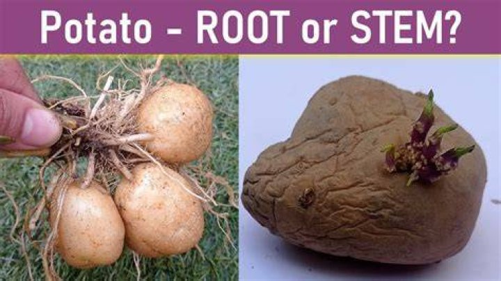 Which potato is an underground stem?