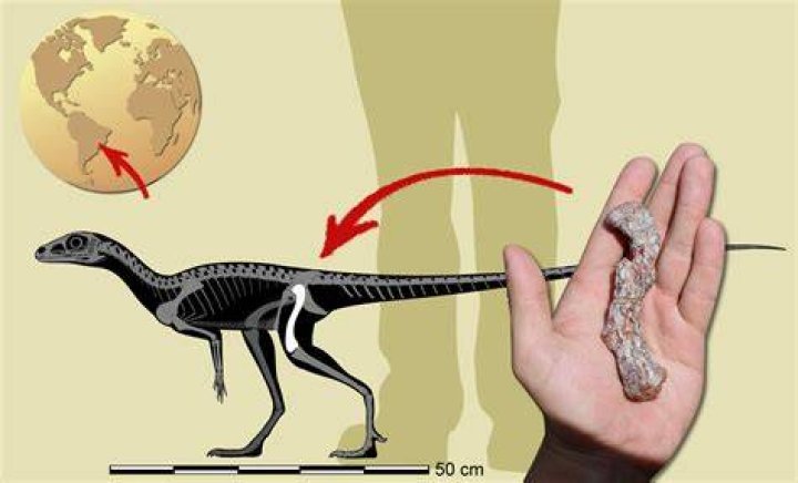 Who found the first dinosaur