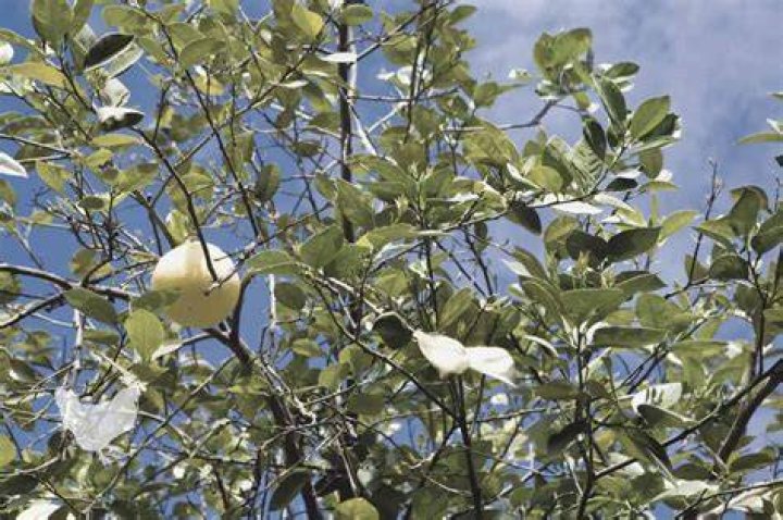 Why are my fruit trees not producing fruit