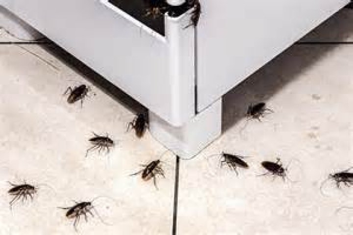 Why do bees eat wood