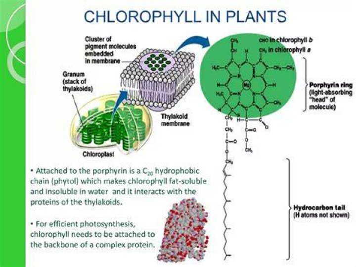 Why do plants have chlorophyll