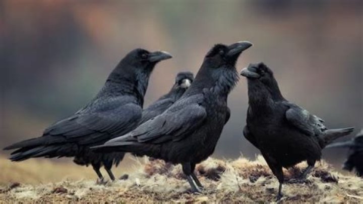 Why do ravens squawk