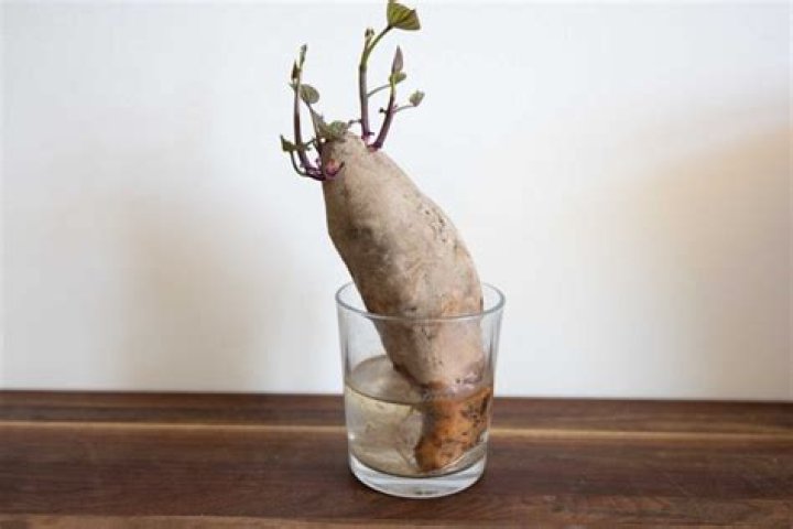 Why do you get potato bugs?